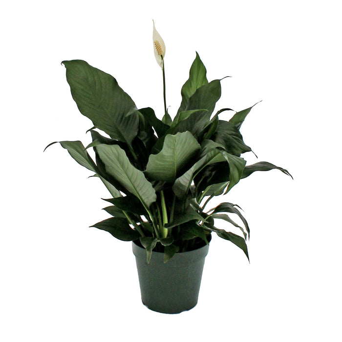 Spathiphyllum