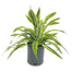 Dracaena Lemon Lime