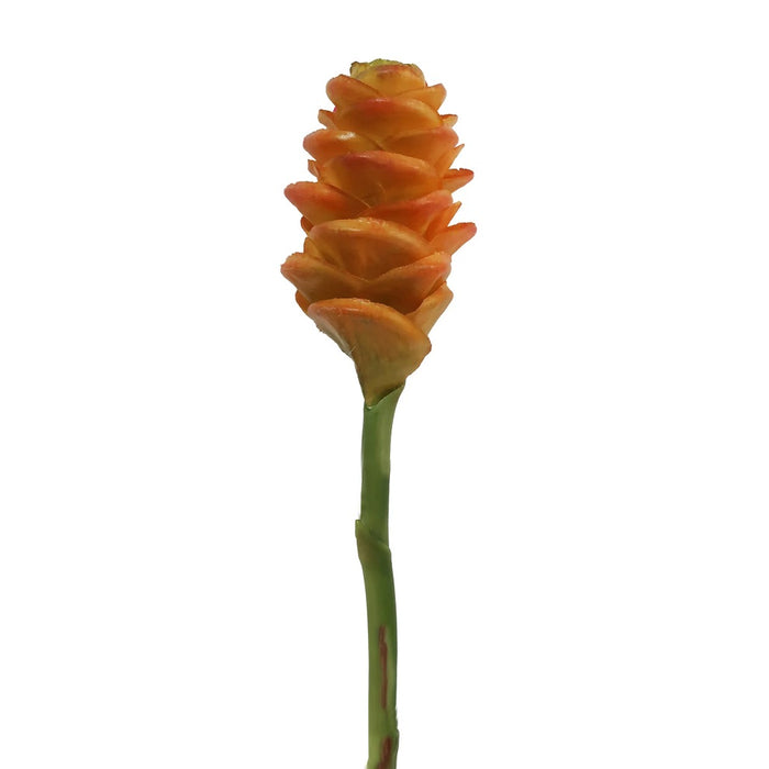 24 in Cone Ginger