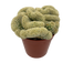 2.5" Brain Cactus