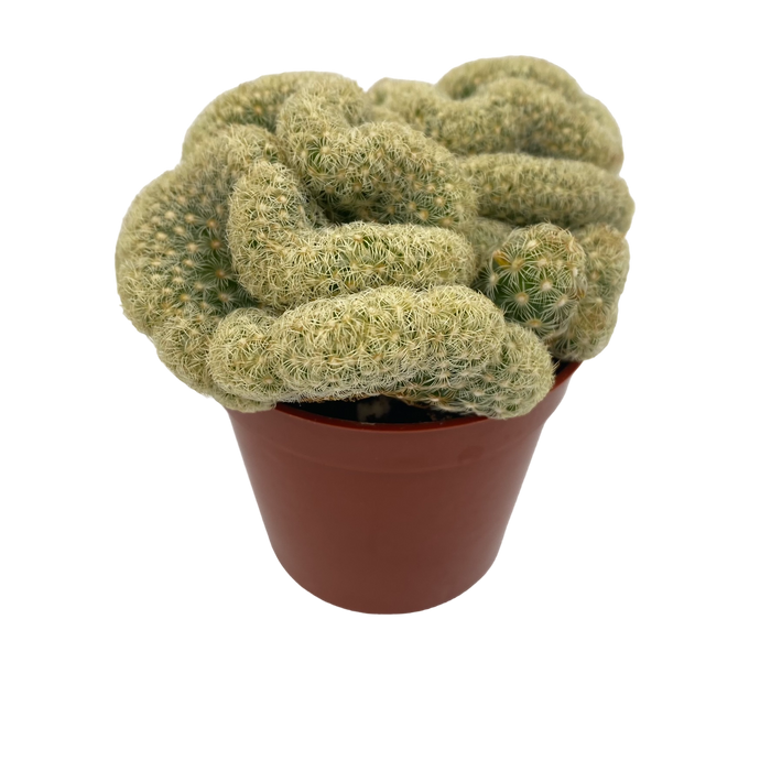 2.5" Brain Cactus