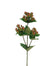 26 in Hypericum Spray - Red/Green