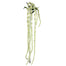 48 in Amaranth Spray - Cream