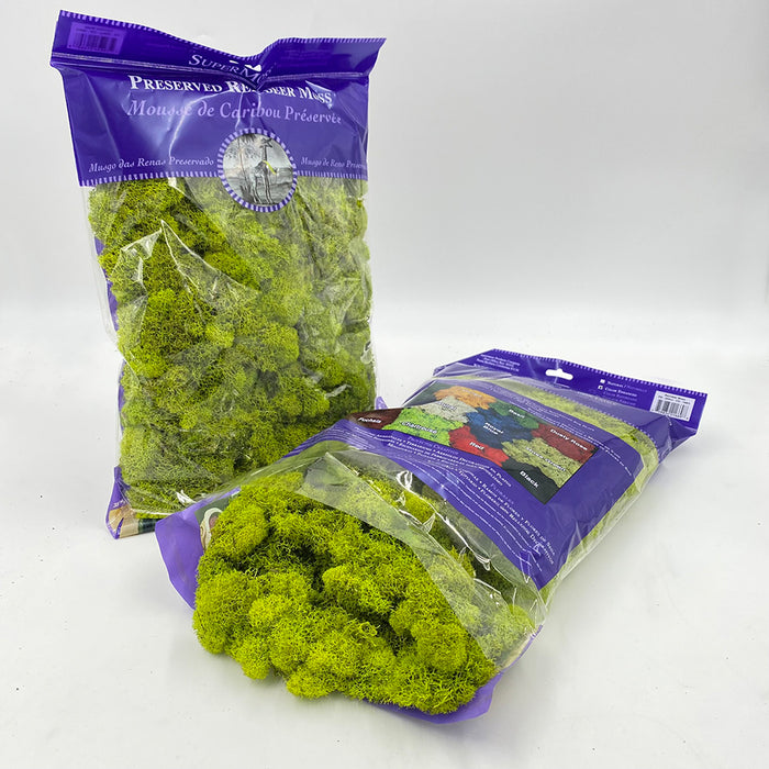 Reindeer Moss - Chartreuse