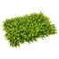 27" x 19 - 1/2" PE Boxwood Mat Green