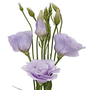 Lisianthus