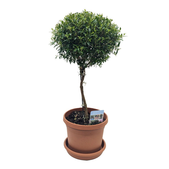 6 in Myrtle Topiary