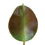 Rubber Tree Leaf