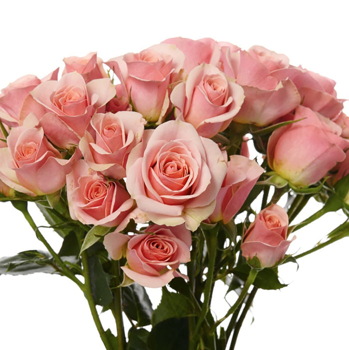 Spray Rose