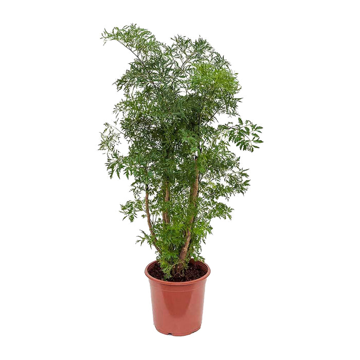 Ming Aralia