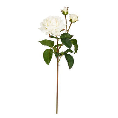 22 in English Rose Sweet Juliet - Cream