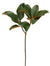 25" Magnolia Leaf - Green