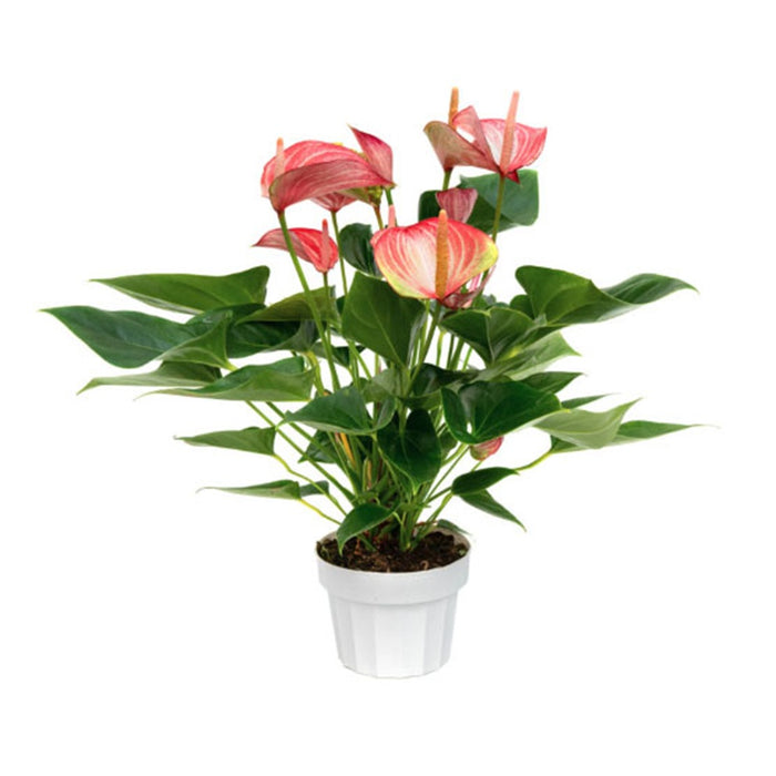 Anthurium Plant