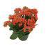 Kalanchoe