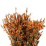 Waxflower
