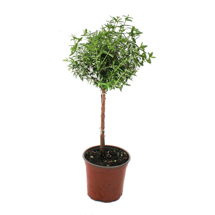 Myrtle Topiary - 4 Inch