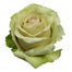 Rose 40cm Pompeii