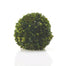 Boxwood Sphere - 6 Inch