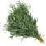Eucalyptus Willow