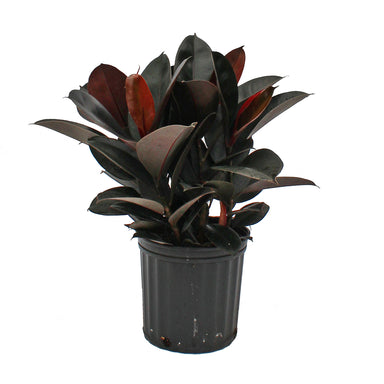 Variegated Rubber Plant