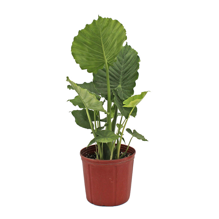 Alocasia - 10 Inch