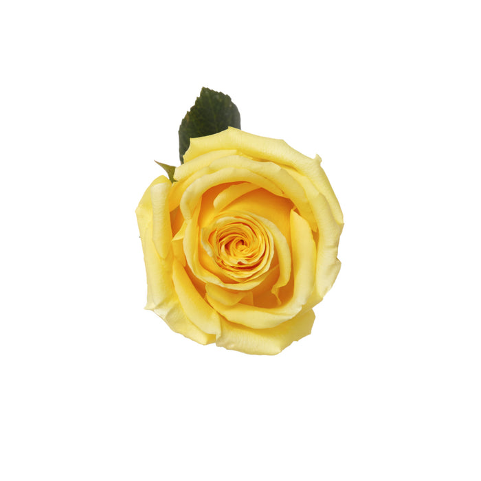Yellow Roses