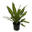 10 In Dracaena Giganta