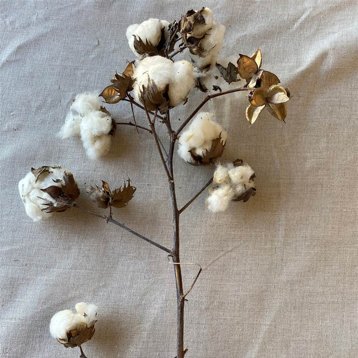 24-30" Cotton Stalk - Natural