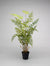 42" Fern Plant w/Pot - Green
