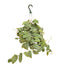 8" Pothos Silver Satin Hanging Basket