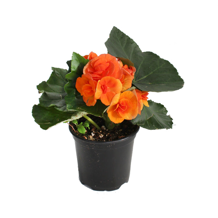 Rieger Begonia