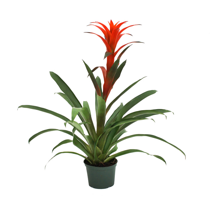 Bromeliad Plant