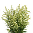 Solidago Estelle