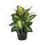 Dieffenbachia