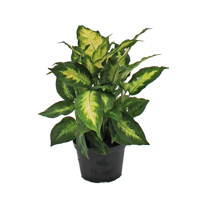 Dieffenbachia