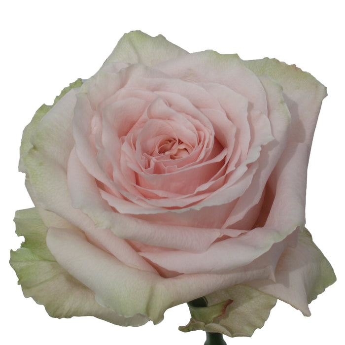 Rose 40cm Shimmer