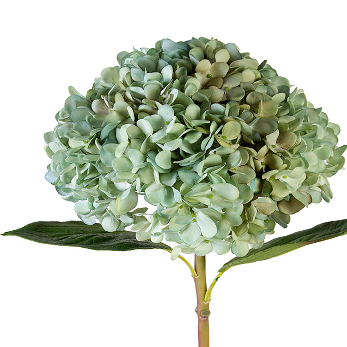 Round Hydrangea