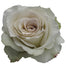 Rose 60cm Early Gray