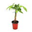 Money Tree