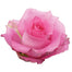 Pink Roses
