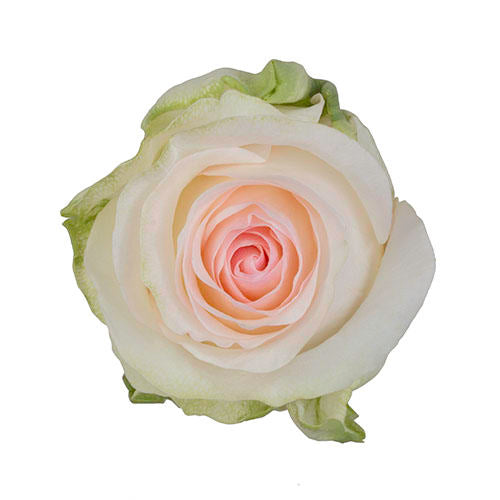 Pink Roses