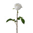 24 in English Rose - White