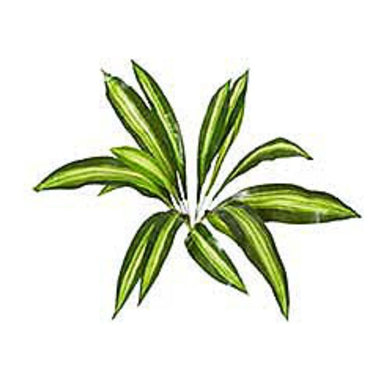 22 in Dracaena Massangeana