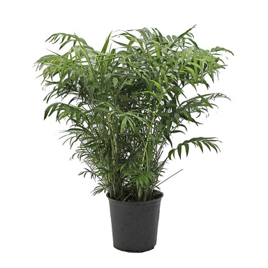 Neanthe Bella Palm