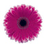 Gerbera Purple Nuance