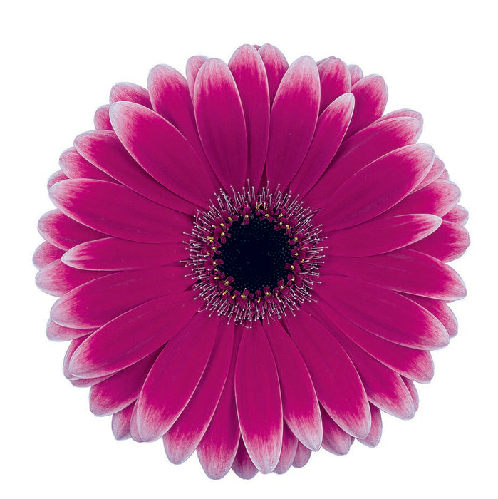 Gerbera Purple Nuance