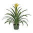 Bromeliad Plant