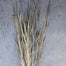 Wild Grass