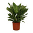 Aglaonema