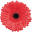 Gerbera Peach Aqua Melone